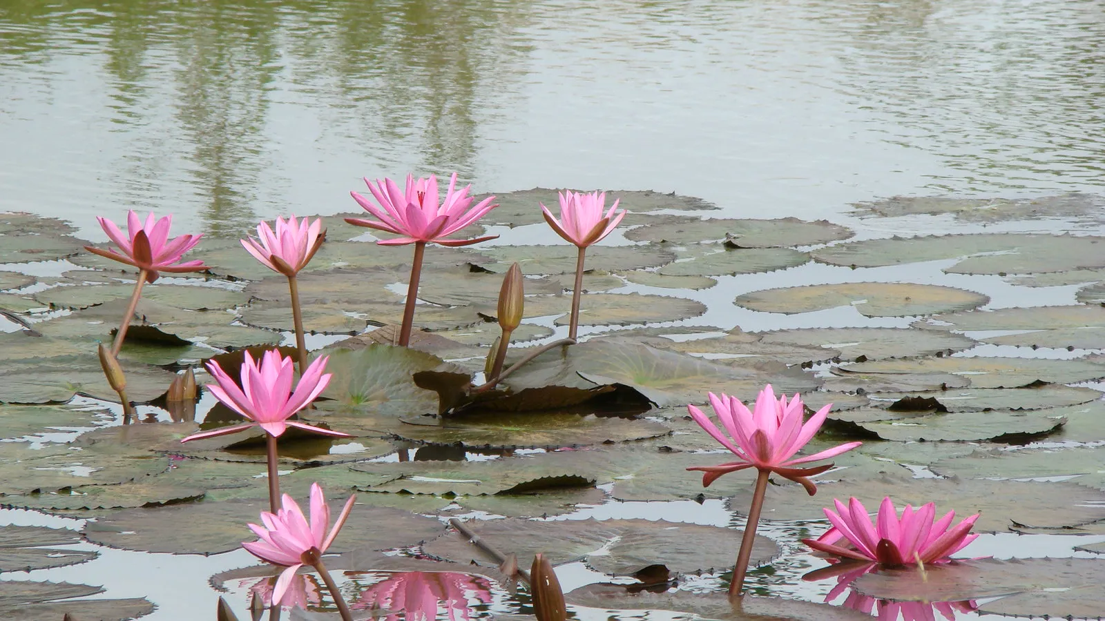 món ngon miền Tây