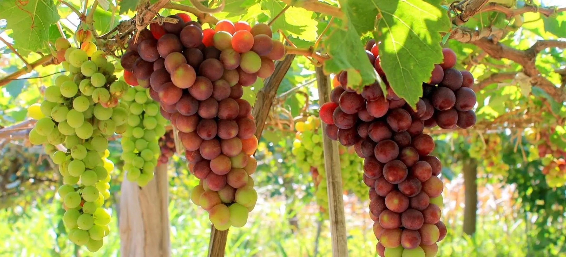 Tháng 7 nên đi du lịch ở đâu