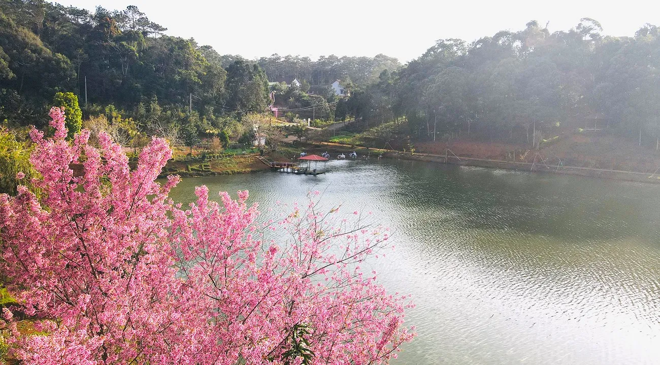 Măng Đen mùa hoa nở.