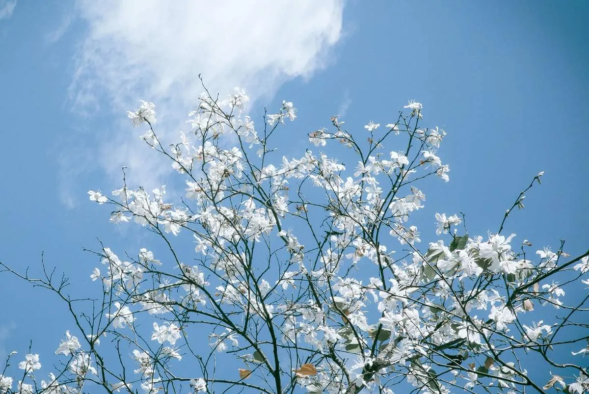 Hoa ban trắng tinh khôi nở rộ giữa núi rừng Tây Bắc, mang đến cảm giác nhẹ nhàng và thanh khiết.