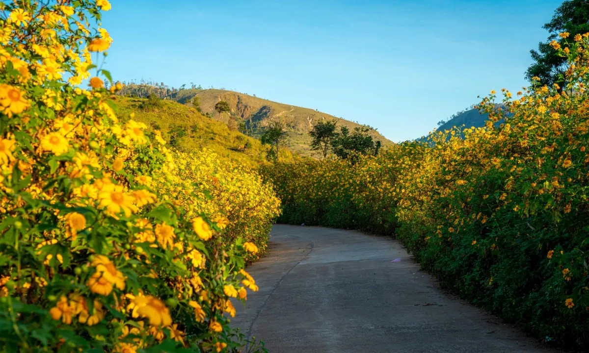 Hoa dã quỳ nở rộ, phủ lên núi rừng sắc vàng rực rỡ.