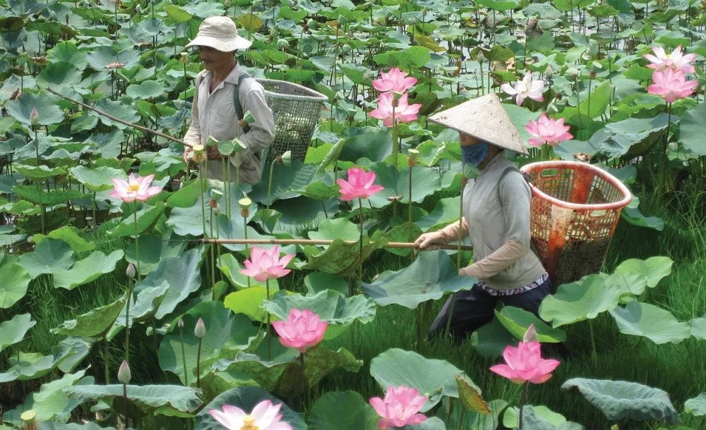 Những đóa sen nở rộ thơm ngát tại Đồng Tháp