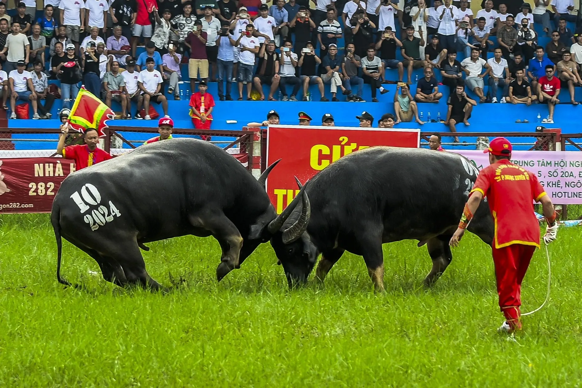 Lễ hội chọi trâu là lễ hội truyền thống hàng năm của Hải Phòng
