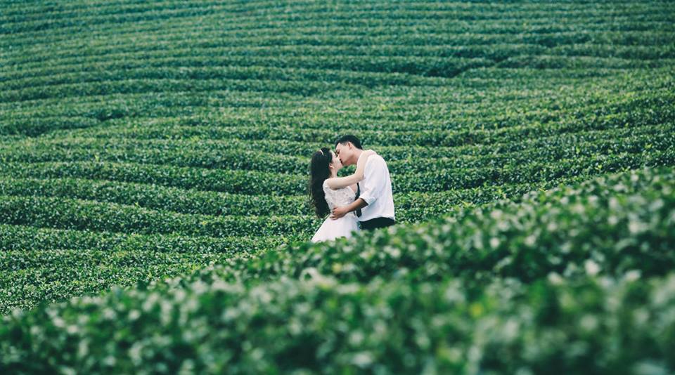 Đồi chè Đà Lạt