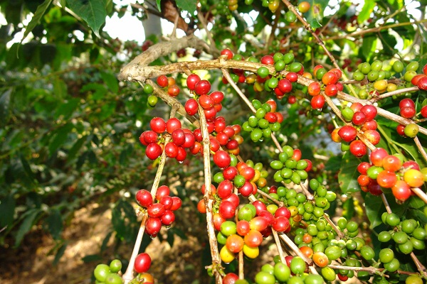 Du lịch DakLak bằng vé máy bay khuyến mãi