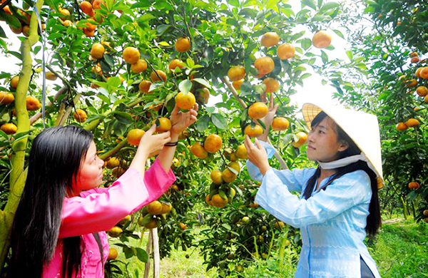 Du lịch sinh thái miệt vườn Cái Bè