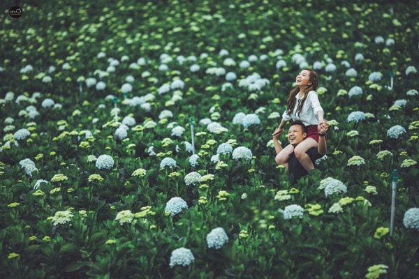Cánh đồng hoa Cẩm tú cầu
