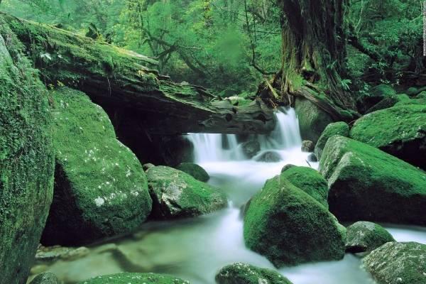 Rừng mưa Yakushima