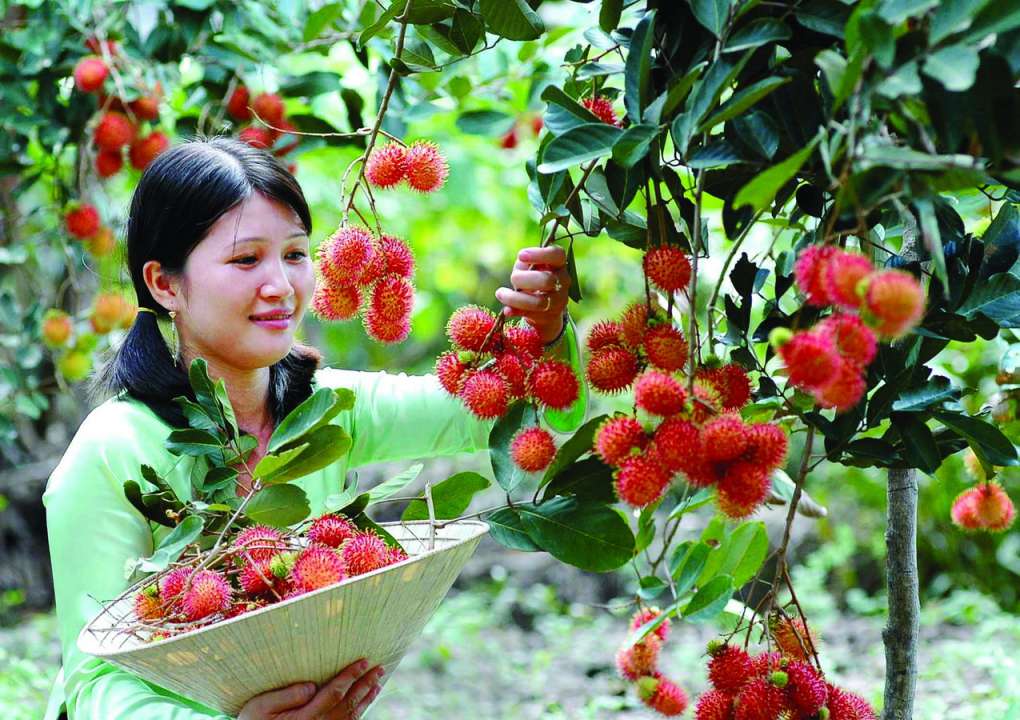 Vườn trái cây Miệt Vườn