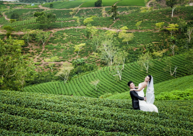 Đồi chè Cầu Đất