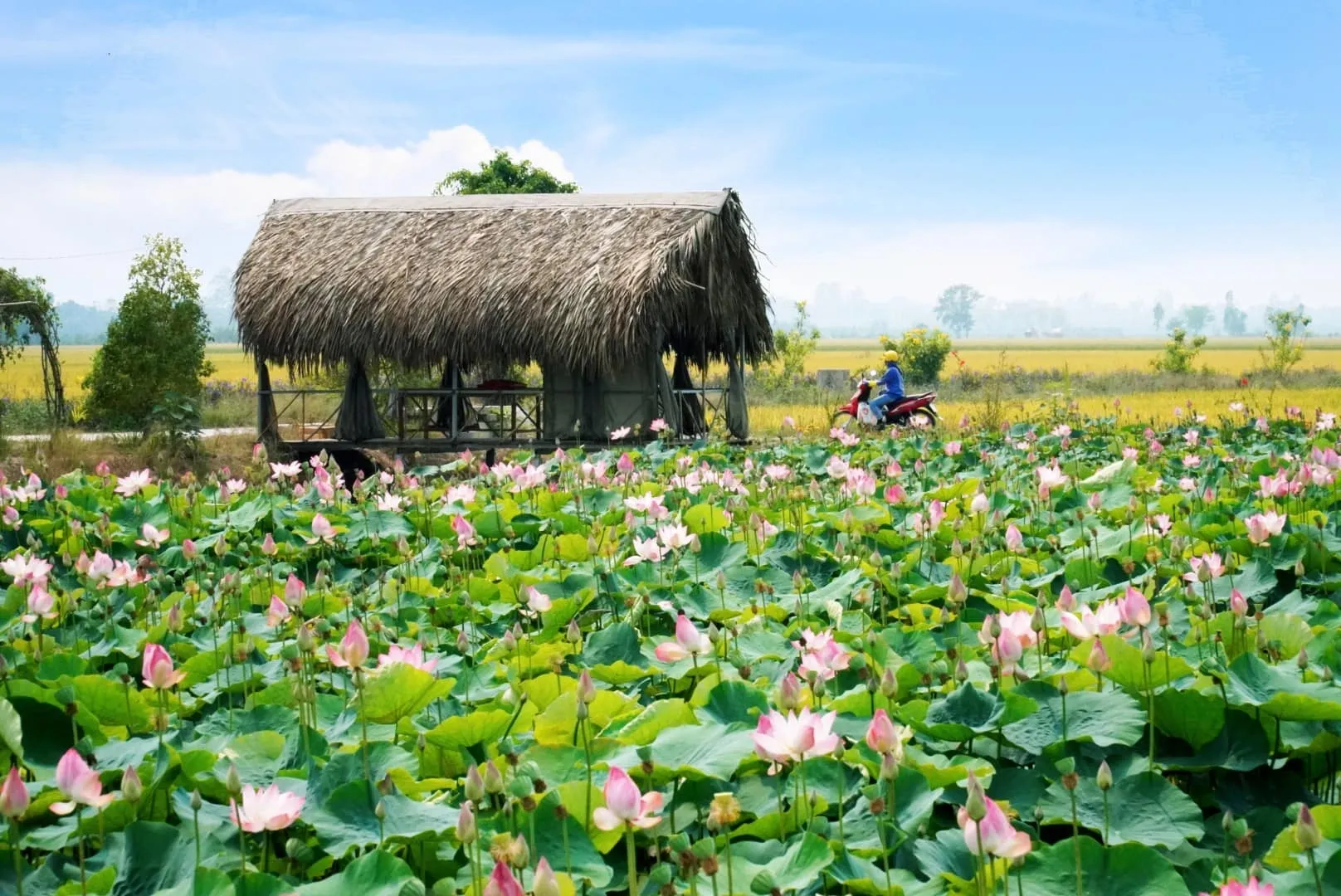 Đồng Tháp rực rỡ với vẻ đẹp của đồng sen bát ngát