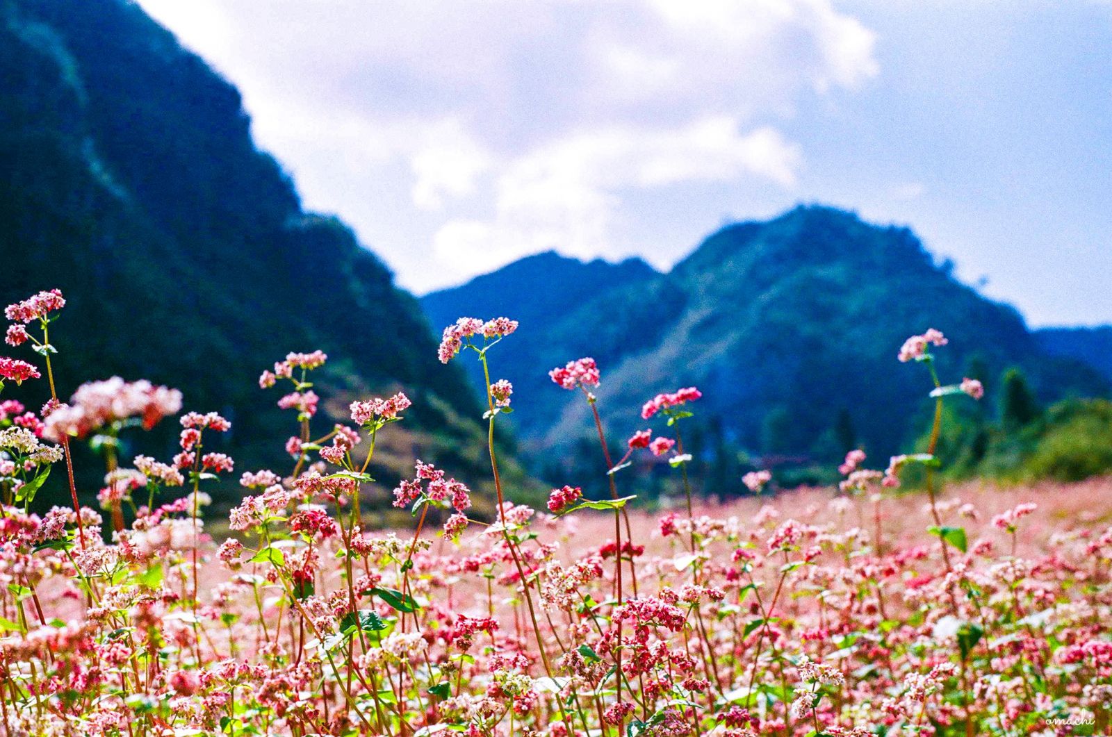 Mùa hoa tam giác mạch trên cao nguyên đá Hà Giang