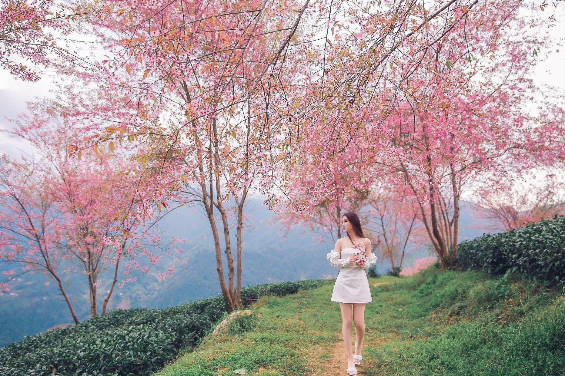 Tháng 1 về, Sapa khoác lên mình chiếc áo hoa rực rỡ