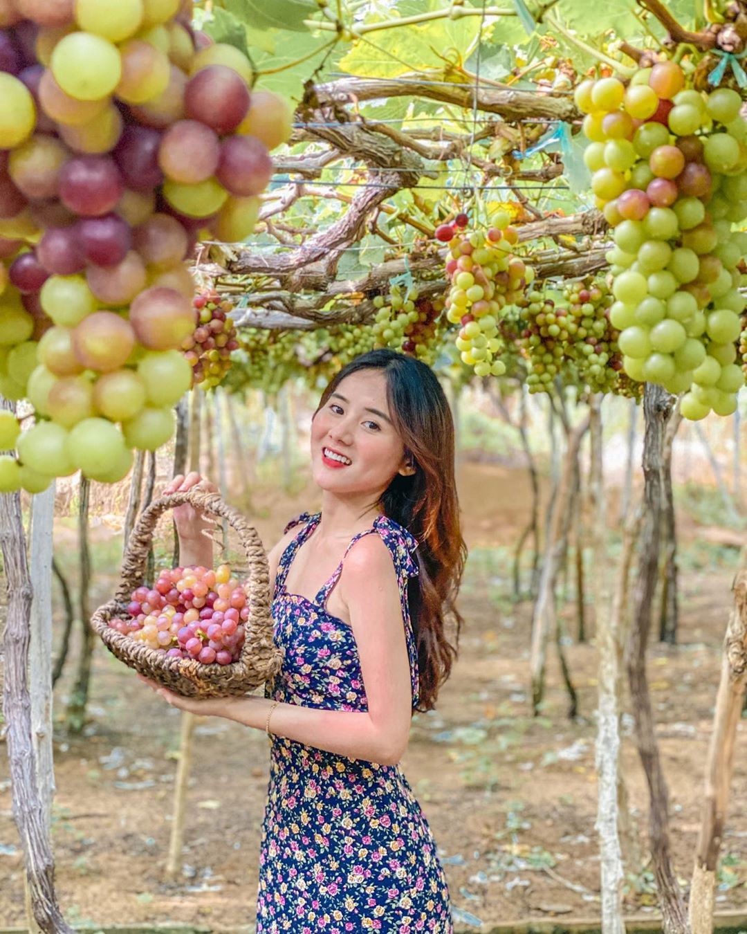 "Trốn nóng" ở những miệt vườn trái cây Ninh Thuận, tại sao không?
