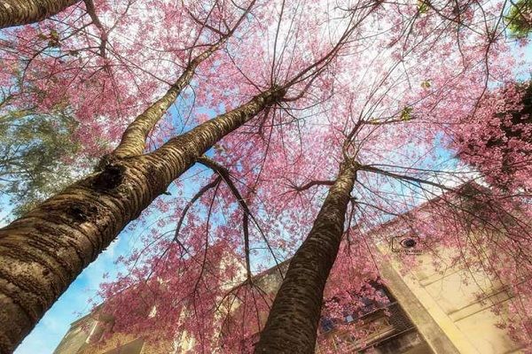 Tháng 1 nên đi du lịch ở đâu ?