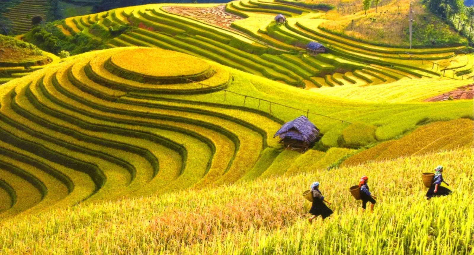 Một góc Mai Châu mùa lúa chín mang đến cảm giác bình yên và trọn vẹn với màu vàng rực rỡ trải dài.