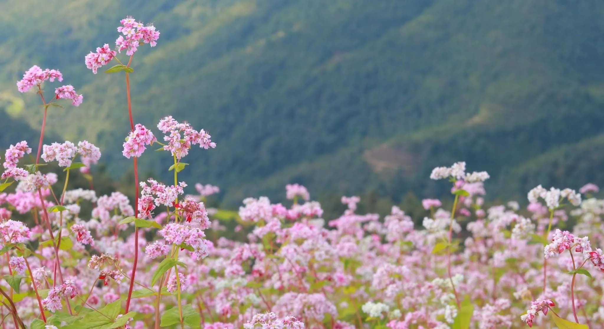 Những cánh đồng hoa tam giác mạch nở rộ, phủ một sắc hồng và trắng dịu dàng