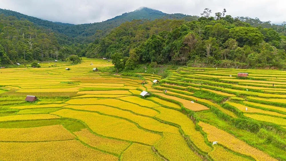 Du lịch Măng Đen mùa lúa chín để ngắm nhìn sắc vàng của ruộng bậc thang.