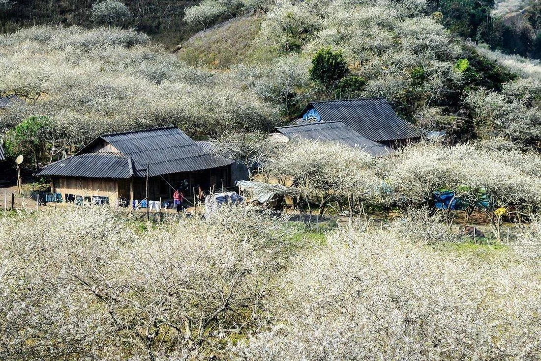 Thung lũng mận Nà Ka mỗi mùa hoa nở là khoảnh khắc đẹp đến nao lòng.